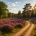 Zomervakantie op de Veluwe, de mooiste plekken om te bezoeken
