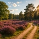 Zomervakantie op de Veluwe, de mooiste plekken om te bezoeken